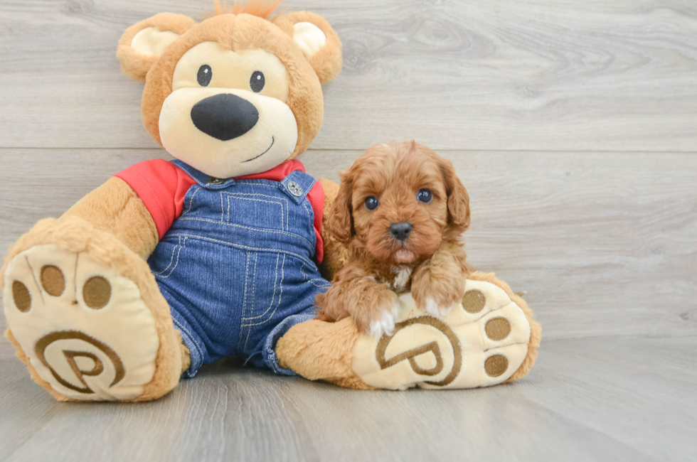 5 week old Cavapoo Puppy For Sale - Lone Star Pups
