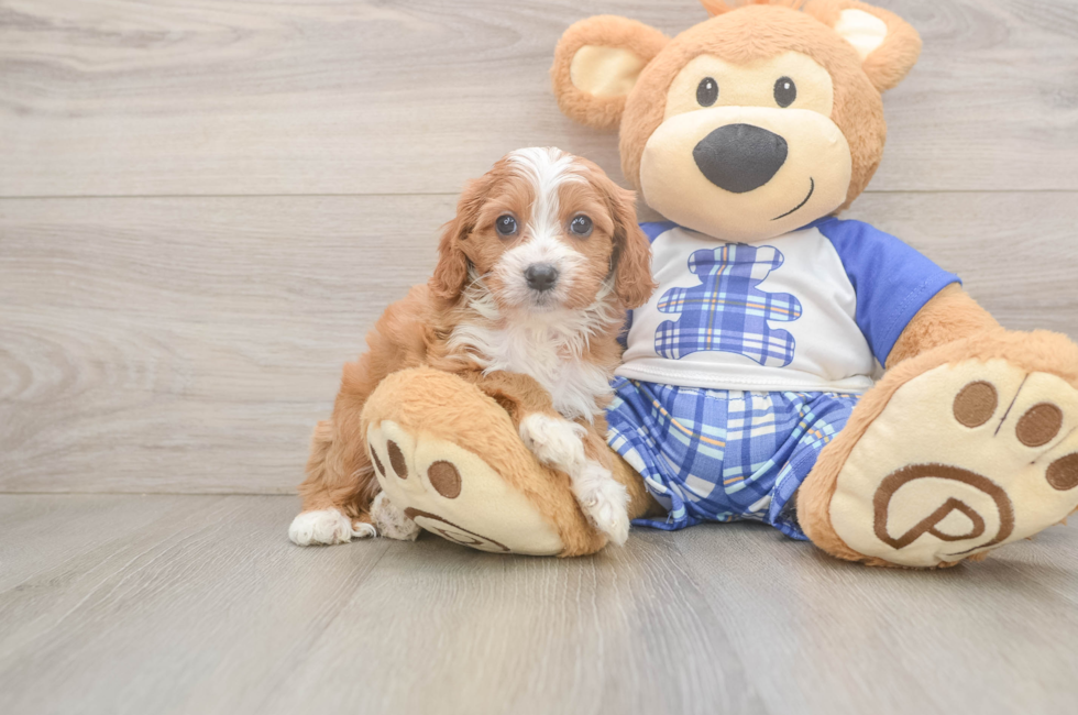 5 week old Cavapoo Puppy For Sale - Lone Star Pups