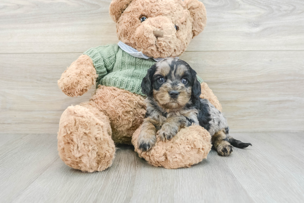 Adorable Cavalier King Charles Spaniel and Poodle Mix Poodle Mix Puppy