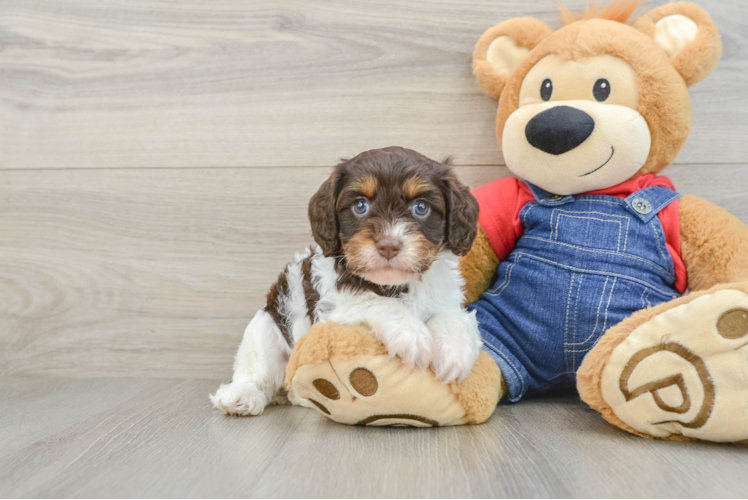 Happy Cavapoo Baby