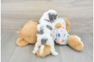 Adorable Cavalier King Charles Spaniel and Poodle Mix Poodle Mix Puppy