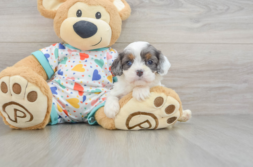 6 week old Cavapoo Puppy For Sale - Lone Star Pups