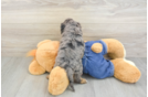 Adorable Cavalier King Charles Spaniel and Poodle Mix Poodle Mix Puppy