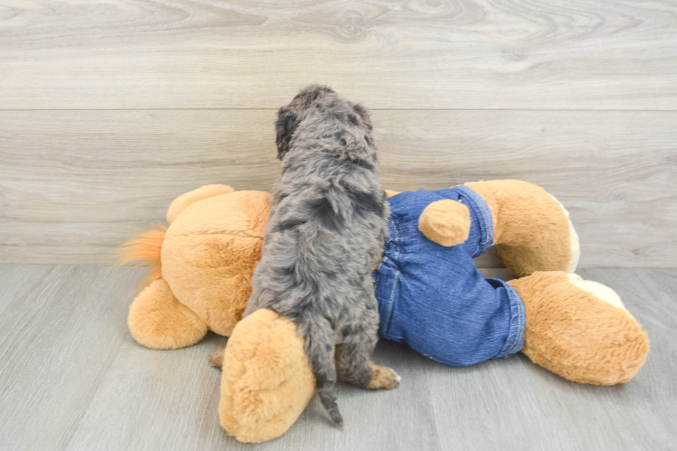 Adorable Cavalier King Charles Spaniel and Poodle Mix Poodle Mix Puppy