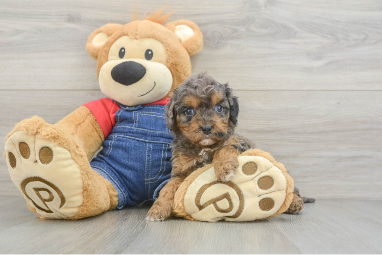 Cavapoo Puppy for Adoption