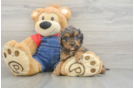 Cavapoo Puppy for Adoption