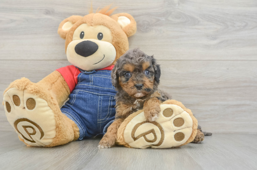 6 week old Cavapoo Puppy For Sale - Lone Star Pups