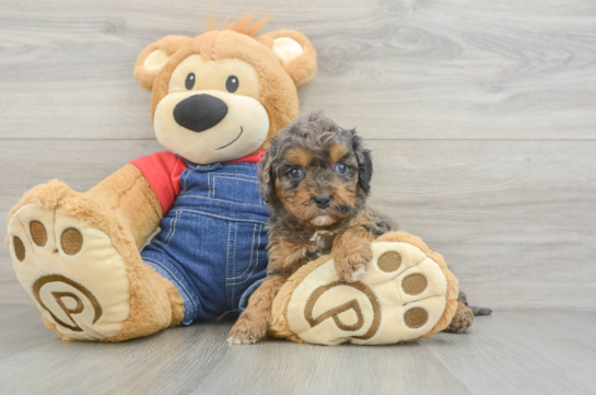 Cavapoo Puppy for Adoption
