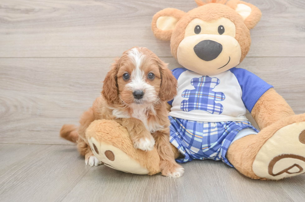 5 week old Cavapoo Puppy For Sale - Lone Star Pups