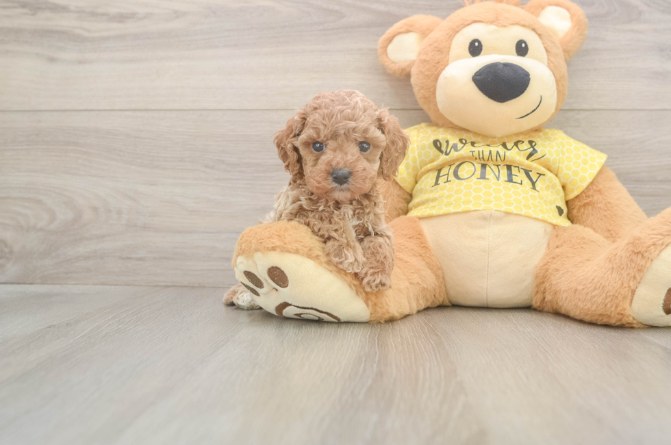 5 week old Cavapoo Puppy For Sale - Lone Star Pups