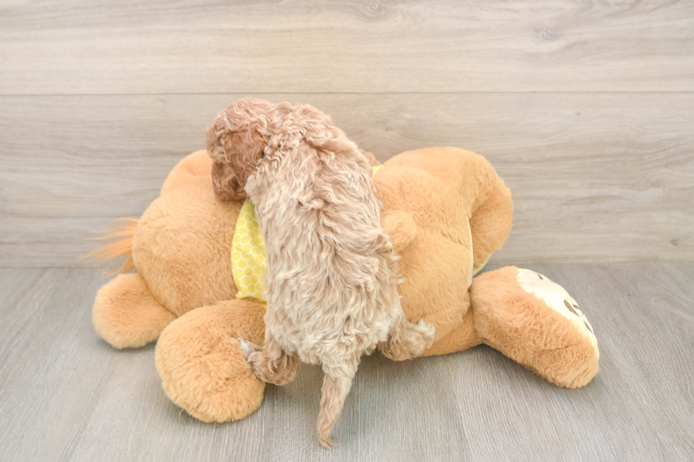 Fluffy Cavapoo Poodle Mix Pup