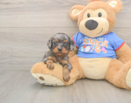 7 week old Cavapoo Puppy For Sale - Lone Star Pups