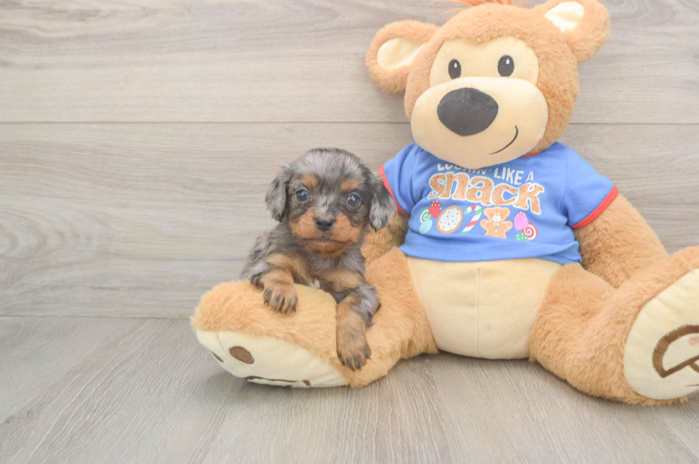 5 week old Cavapoo Puppy For Sale - Lone Star Pups