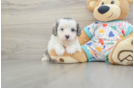 Cavapoo Puppy for Adoption
