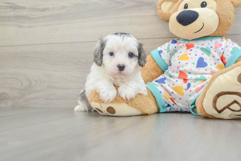 Cavapoo Puppy for Adoption
