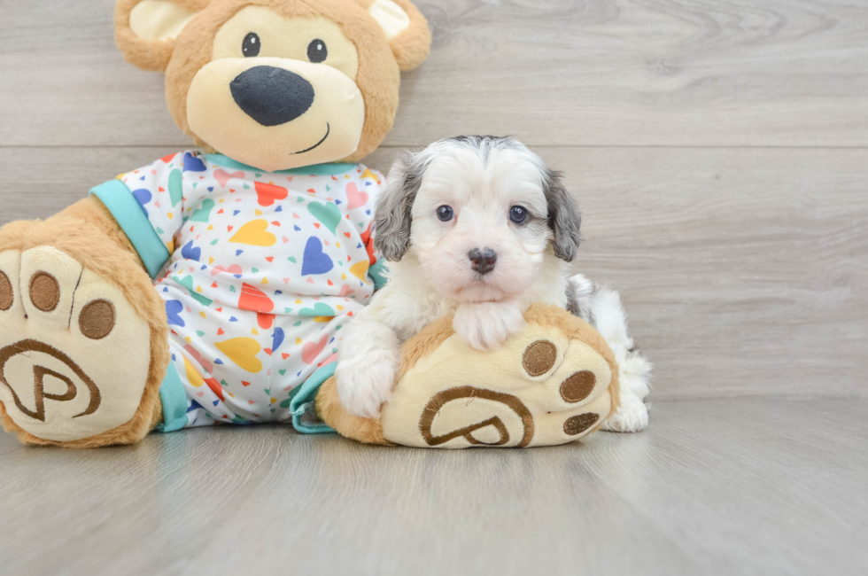 6 week old Cavapoo Puppy For Sale - Lone Star Pups