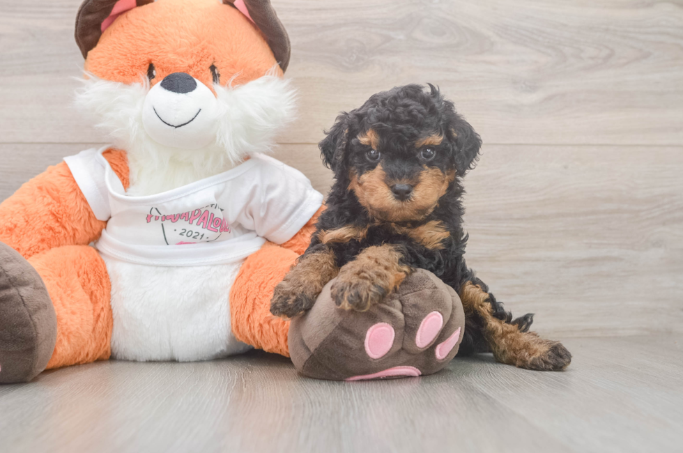 5 week old Cavapoo Puppy For Sale - Lone Star Pups