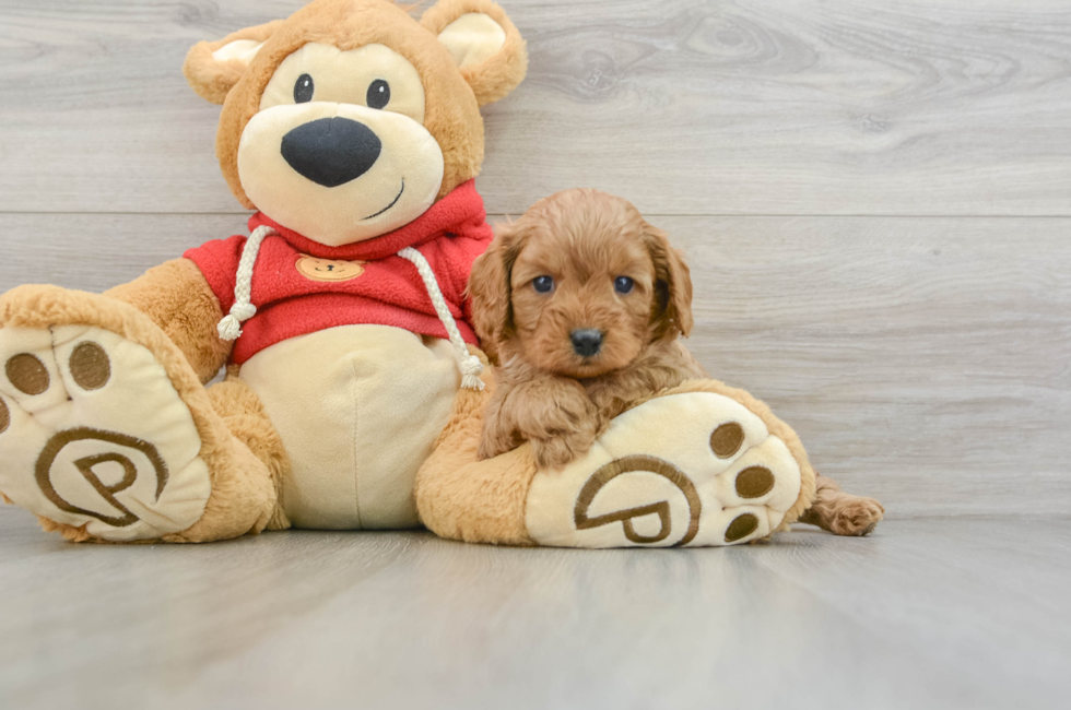 6 week old Cavapoo Puppy For Sale - Lone Star Pups