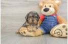 Cavapoo Pup Being Cute
