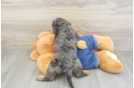 Friendly Cavapoo Baby
