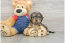 Cavapoo Puppy for Adoption