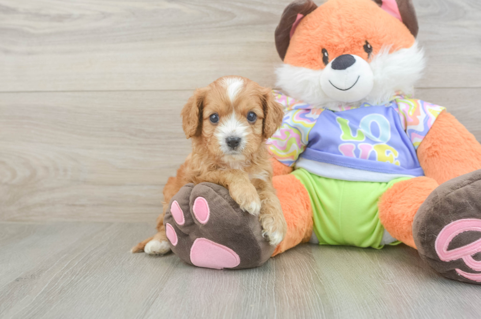 5 week old Cavapoo Puppy For Sale - Lone Star Pups