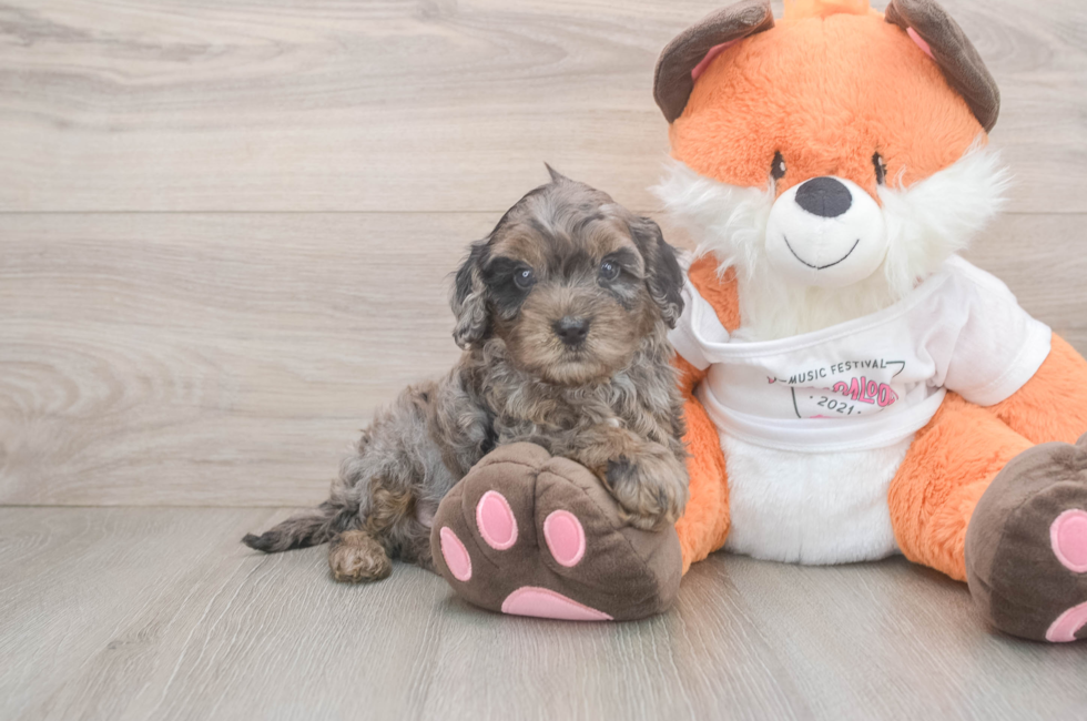 5 week old Cavapoo Puppy For Sale - Lone Star Pups