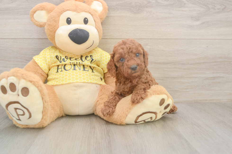 5 week old Cavapoo Puppy For Sale - Lone Star Pups