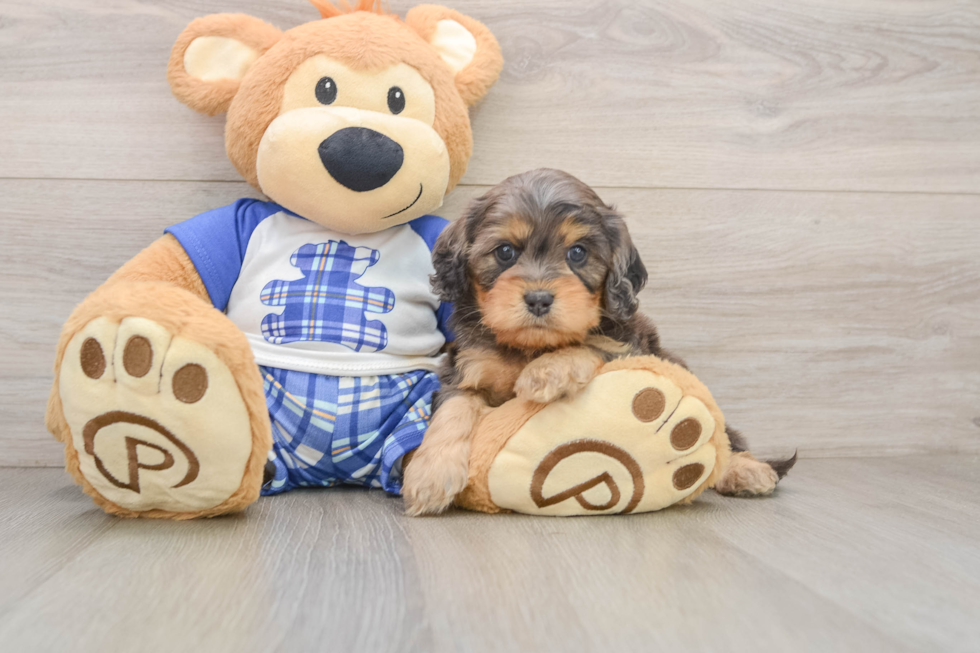 Funny Cavapoo Poodle Mix Pup