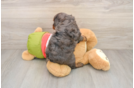 Small Cavapoo Baby