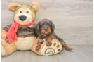 Best Cavapoo Baby