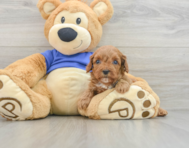 8 week old Cavapoo Puppy For Sale - Lone Star Pups