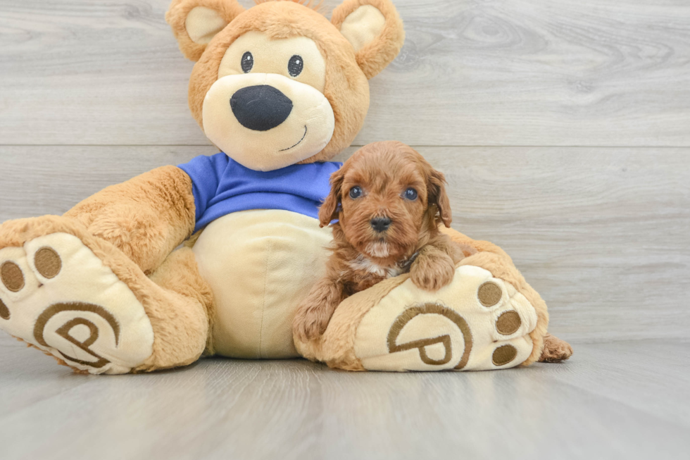 Playful Cavapoodle Poodle Mix Puppy