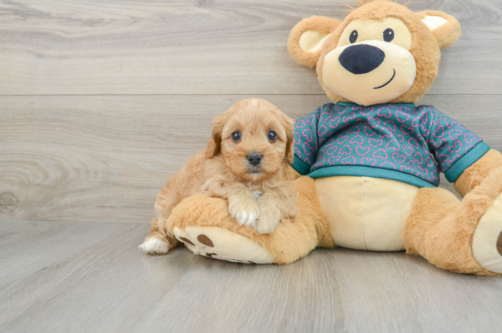 6 week old Cavapoo Puppy For Sale - Lone Star Pups