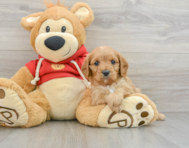 8 week old Cavapoo Puppy For Sale - Lone Star Pups