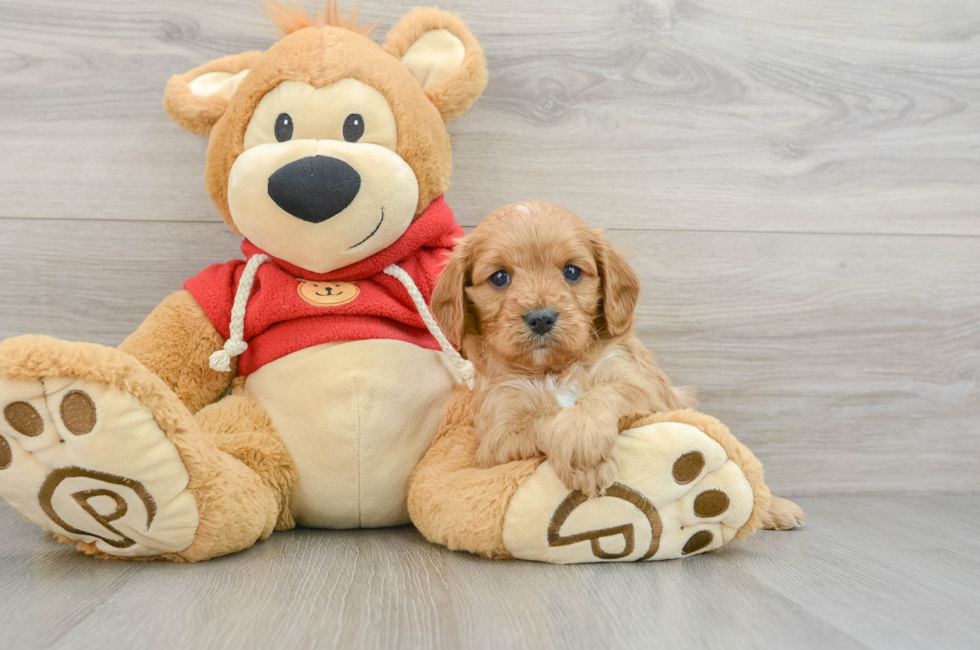 6 week old Cavapoo Puppy For Sale - Lone Star Pups