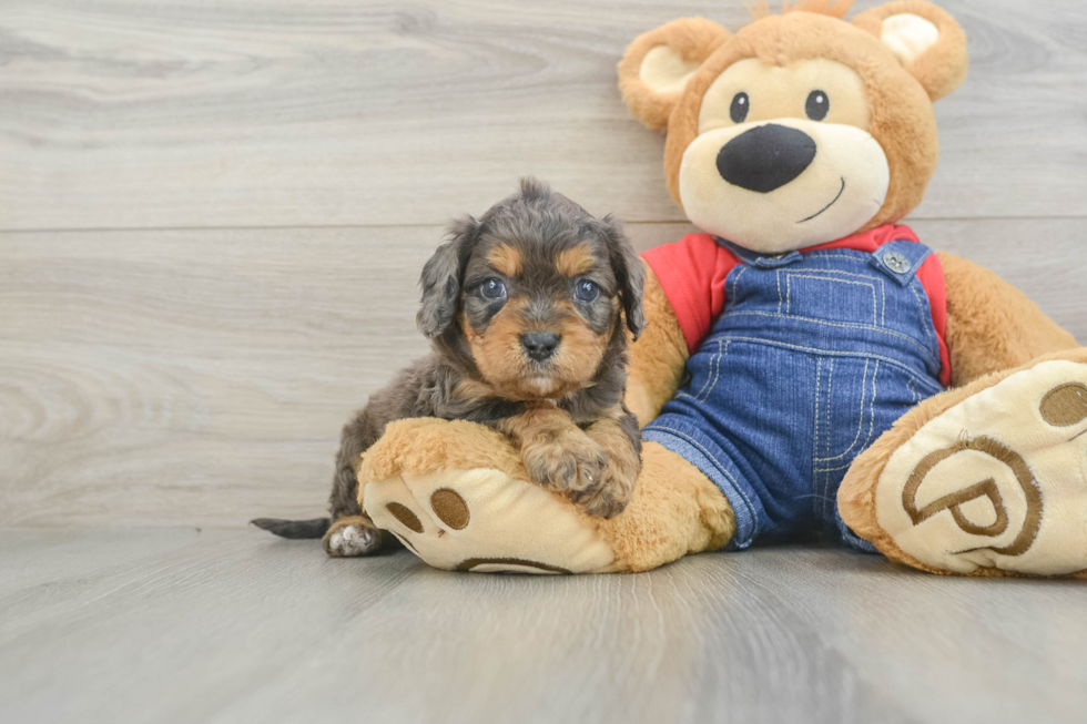 Popular Cavapoo Poodle Mix Pup