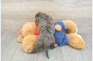 Best Cavapoo Baby