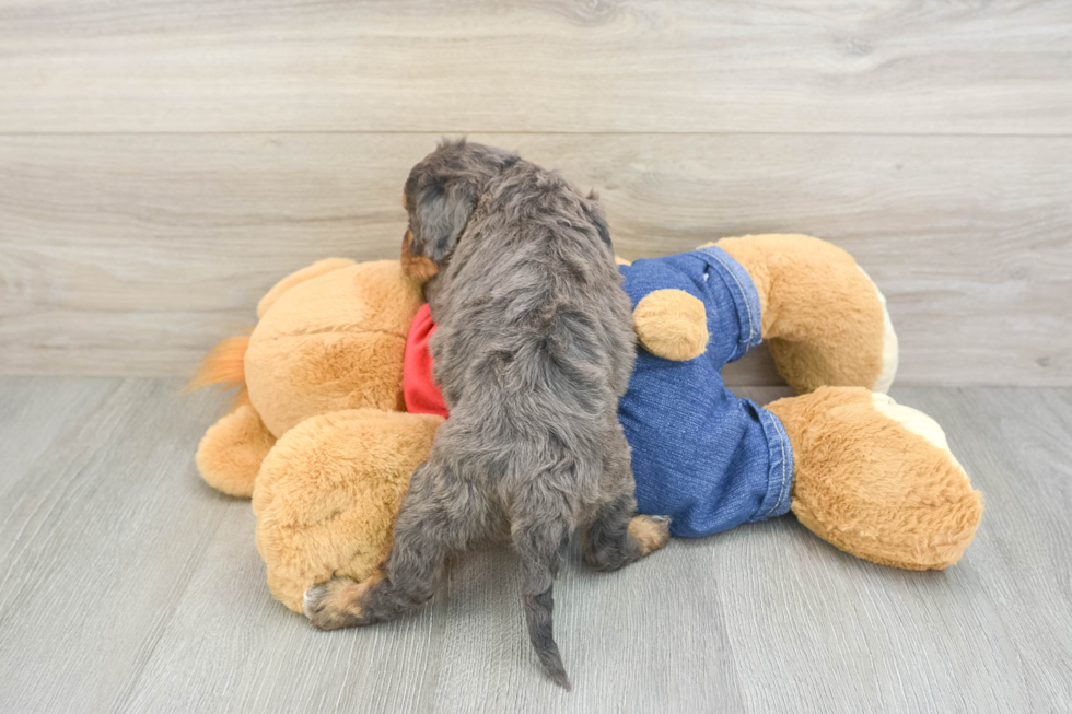 Best Cavapoo Baby
