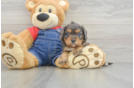 Cavapoo Puppy for Adoption
