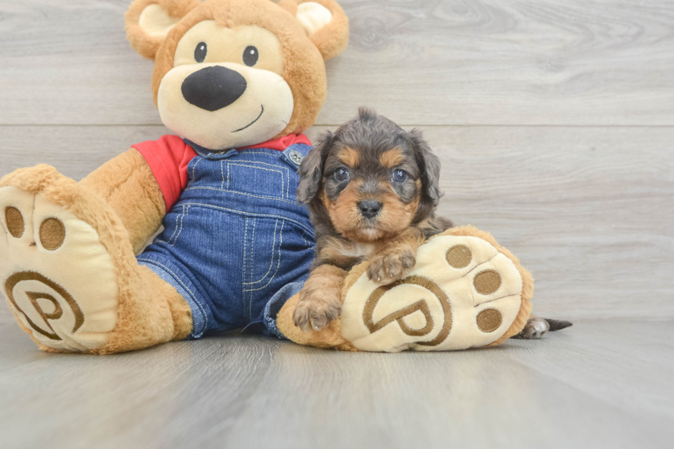 Cavapoo Puppy for Adoption