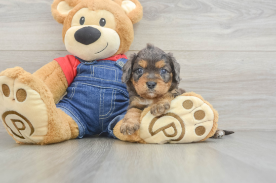 Cavapoo Puppy for Adoption