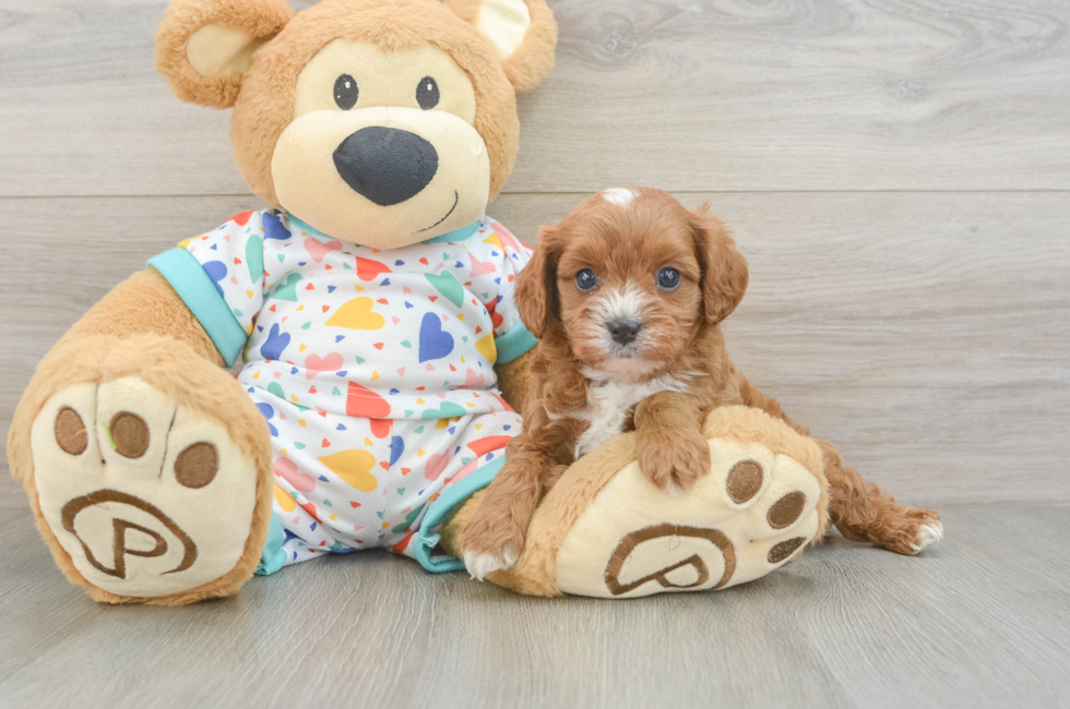 5 week old Cavapoo Puppy For Sale - Lone Star Pups