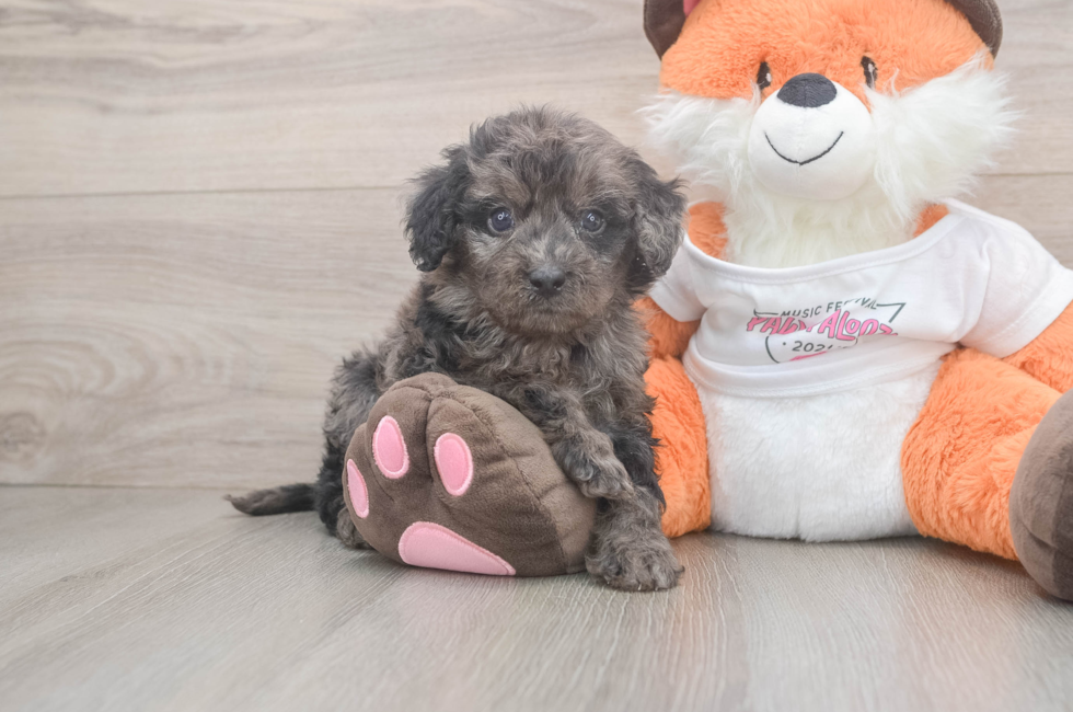 5 week old Cavapoo Puppy For Sale - Lone Star Pups