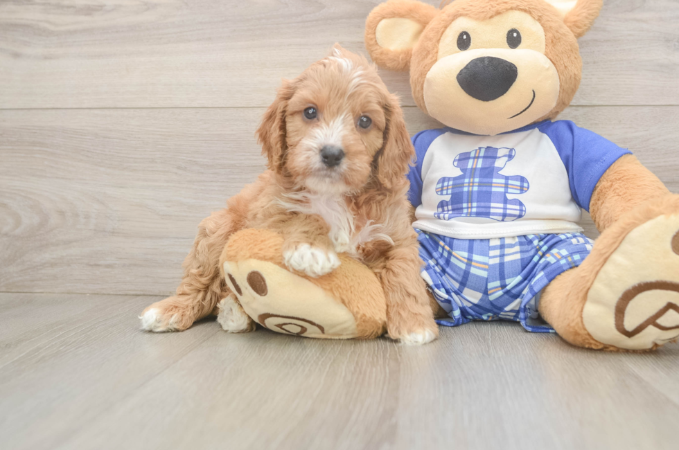 5 week old Cavapoo Puppy For Sale - Lone Star Pups