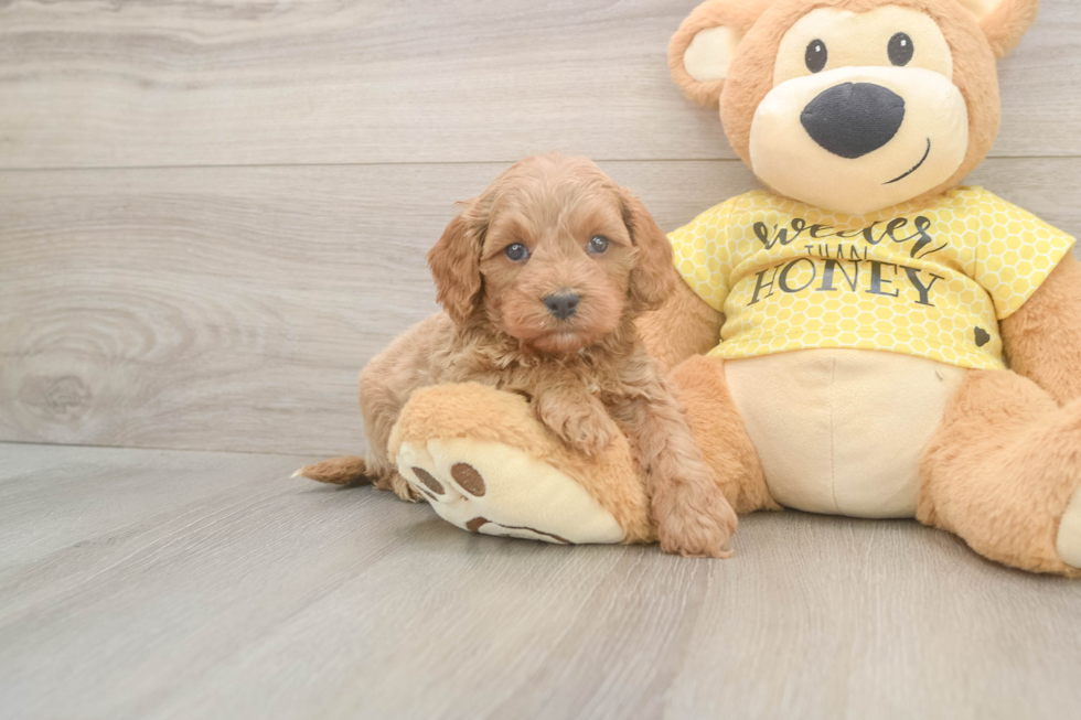 Best Cavapoo Baby