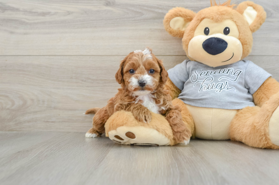 6 week old Cavapoo Puppy For Sale - Lone Star Pups