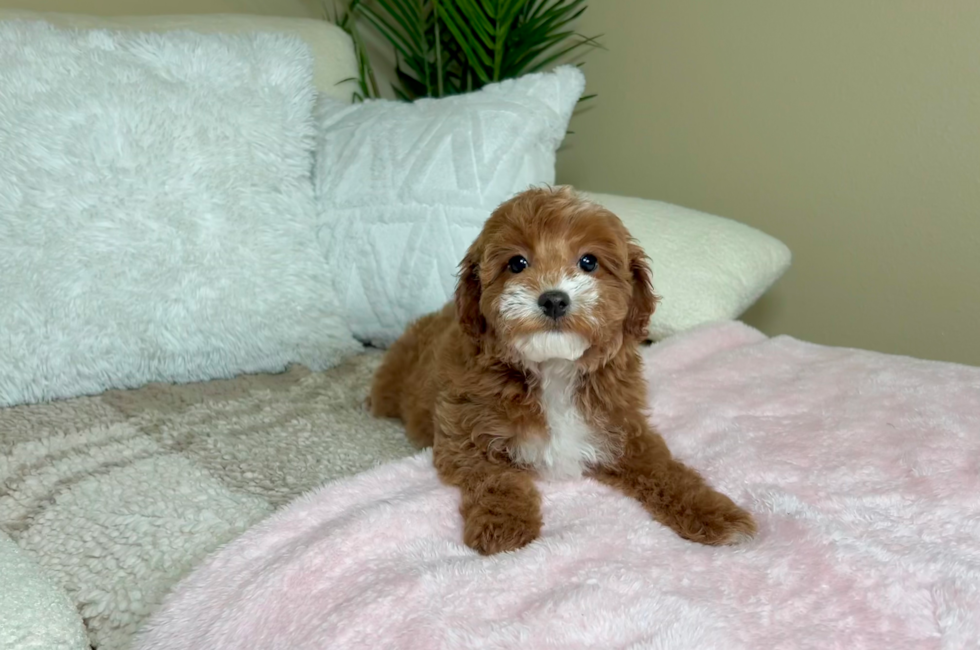 10 week old Cavapoo Puppy For Sale - Lone Star Pups