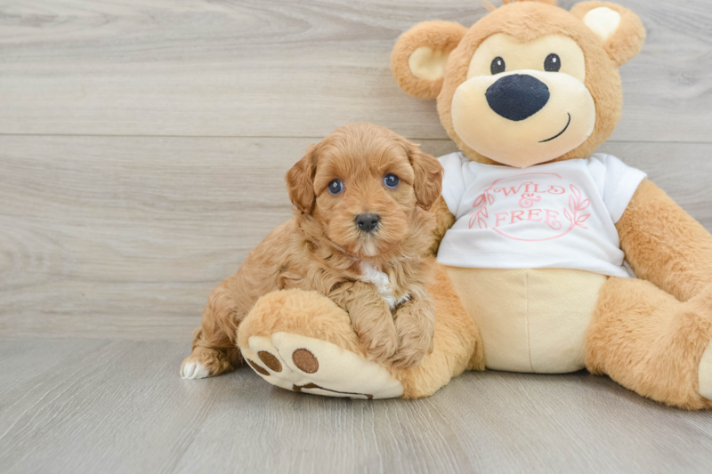 Meet Naomi - our Cavapoo Puppy Photo 1/3 - Lone Star Pups
