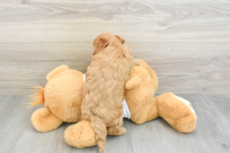 Meet Naomi - our Cavapoo Puppy Photo 2/3 - Lone Star Pups